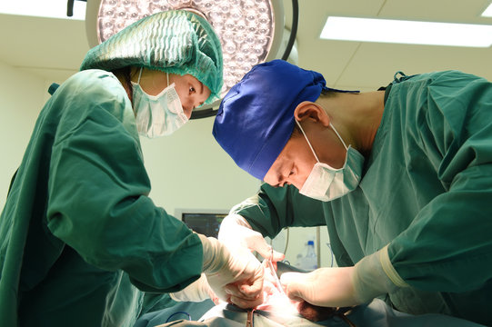 two veterinarian surgeons in operating room