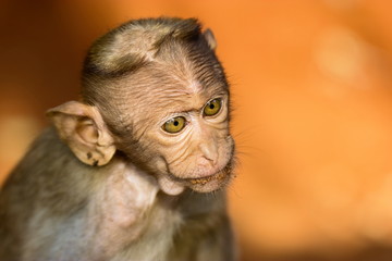 The bonnet macaque is a macaque endemic to southern India. Its distribution is limited by the Indian Ocean on three sides. It can be found in family packs that can be found in the wild and inner citys