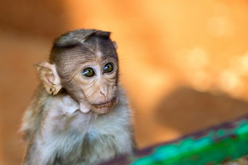 The bonnet macaque is a macaque endemic to southern India. Its distribution is limited by the Indian Ocean on three sides. It can be found in family packs that can be found in the wild and inner citys