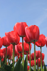 Pink tulips