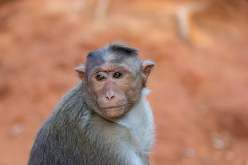 The bonnet macaque is a macaque endemic to southern India. Its distribution is limited by the Indian Ocean on three sides. It can be found in family packs that can be found in the wild and inner citys
