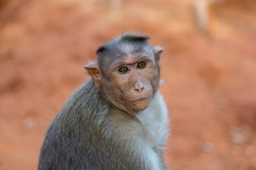 The bonnet macaque is a macaque endemic to southern India. Its distribution is limited by the Indian Ocean on three sides. It can be found in family packs that can be found in the wild and inner citys