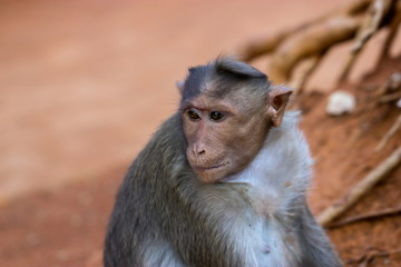 The bonnet macaque is a macaque endemic to southern India. Its distribution is limited by the Indian Ocean on three sides. It can be found in family packs that can be found in the wild and inner citys