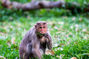 The bonnet macaque is a macaque endemic to southern India. Its distribution is limited by the Indian Ocean on three sides. It can be found in family packs that can be found in the wild and inner citys