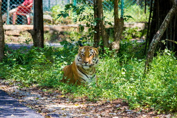 Tiger in a national park in India. These national treasures are now being protected, but due to urban growth they will never be able to roam India as they used to. 