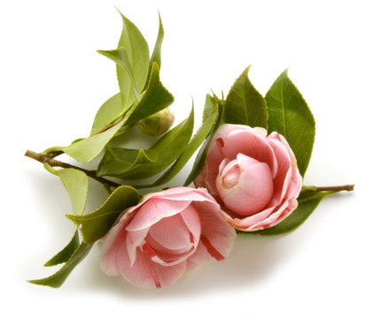 Kamelia Камелия Camellia Kamelien كاميليا Camelia زهرة