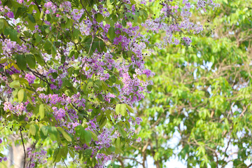 Obraz premium Lagerstroemia speciosa or tabak tree in Thailand,Perennial plant