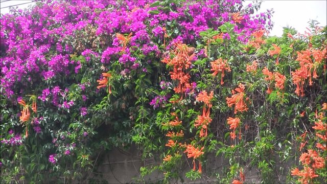 Colorful Bougainvillea flowers richly growing up a wall together with the orange  Bignonia de Invierno.