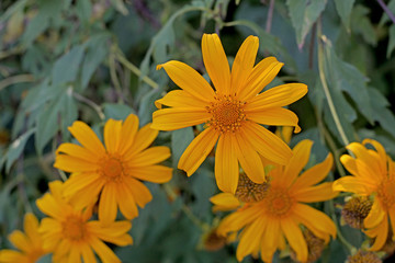 mexican sunflower or nitobe chrysanthemum flower