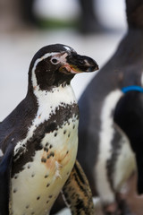 Obraz premium Penguin