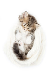 Little Persian tabby kitten sleeping on wool hat