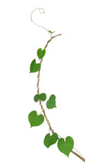 Green heart shaped leaf climbing plant on dried twig isolated on
