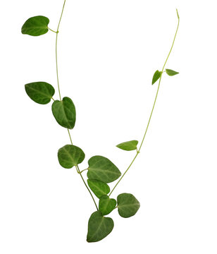 Green heart shaped fleshy leaf wild vine isolated on white backg