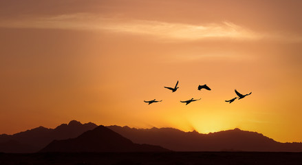 Golden sky on sunset or sunrise with flying birds panoramic view