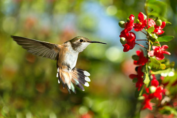 Hummingbird over green background