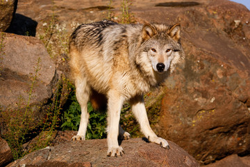 Naklejka na ściany i meble Gray wolf (Canis lupus)