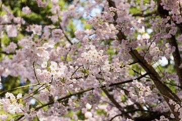 Fototapeta premium Cherry Blossoms