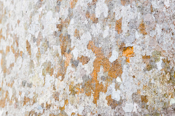 Classic Wood texture and background