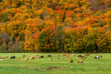 Vermont in peak foliage season - 105396694