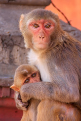 Rhesus macaque with a baby sitting on a wall in Jaipur, Rajastha