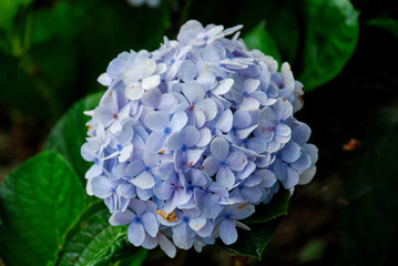 Hydrangea flower
