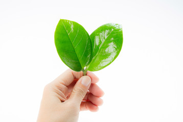 Leaves of Zamioculcas Zamifolia in hand on white background