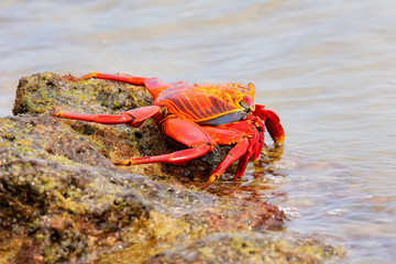 Sally lightfoot crab on Chinese Hat island, Galapagos National P