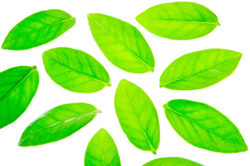 Fototapeta premium Leaves of Zamioculcas Zamifolia in hand on white background