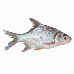 Cyprinidae or Silver barb is in the freshwater fish on white bac