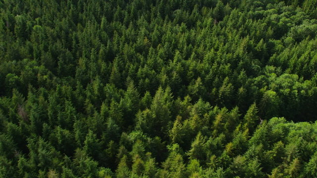 Logging in Oregon forest, aerial shot