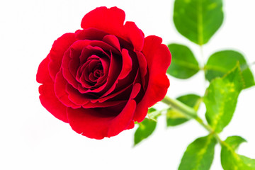 Beautiful red rose.