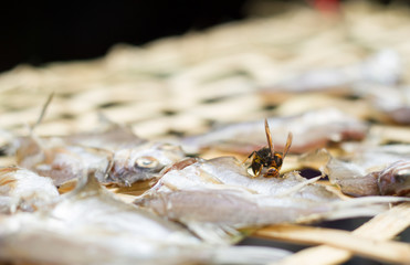 Wasp on dried fidh.
