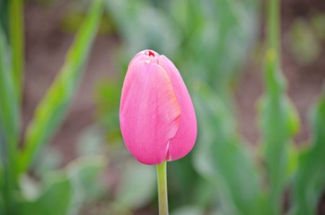 Pink tulip