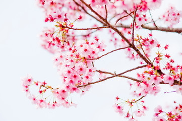 Yoshino cherry Blossoms