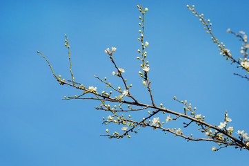Blooming spring tree branches