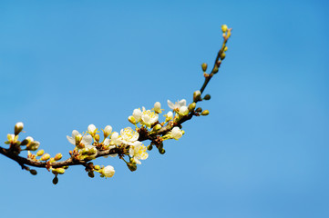 Obraz na płótnie Canvas Flowers of the blossoms on a spring day