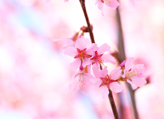 Obraz premium Cherry Blossom. Sakura in Springtime. Beautiful Pink Flowers