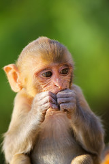 Portrait of Rhesus macaque eating