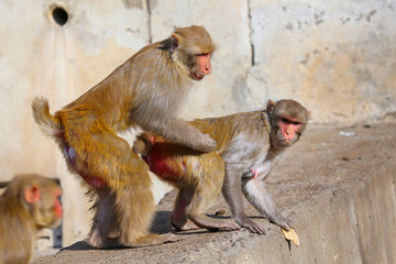 Rhesus macaques (Macaca mulatta) sitting on a wall in Jaipur, In