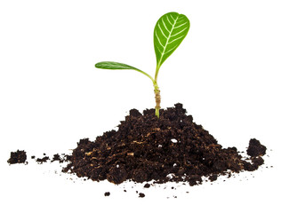 Young plant with fallen leaves and humus isolated on white backg