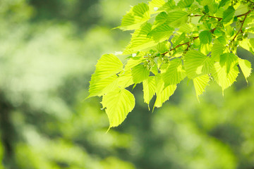 Fototapeta premium 新緑の桜