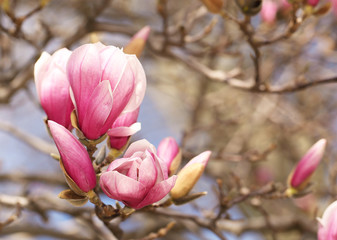 Magnolia tree blossom in springtime