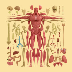 Fototapeta na wymiar Human anatomy flat lay illustration of body parts. Warm tones on yellow background.