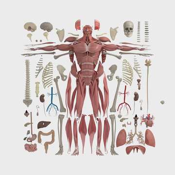 Human anatomy flat lay illustration of body parts. Natural tones on light background.