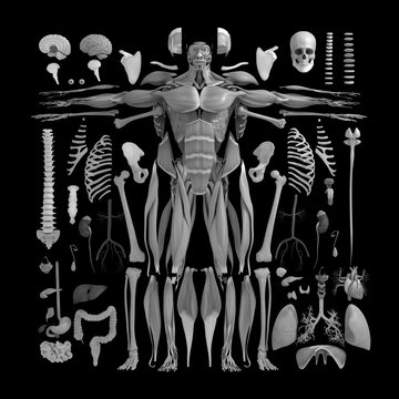 Human anatomy flat lay illustration of body parts. Black and white on dark background.