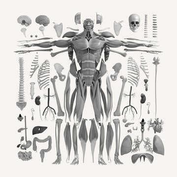Human anatomy flat lay illustration of body parts. Black and white on light background.