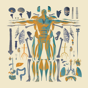 Human anatomy flat lay illustration of body parts. Blue, yellow and purple tones on light background.