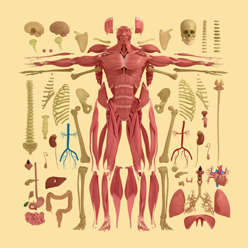 Human anatomy flat lay illustration of body parts. Warm tones on yellow background.