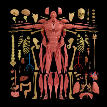 Human anatomy flat lay illustration of body parts. Warm tones on dark background.