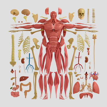 Human anatomy flat lay illustration of body parts. Warm tones on light background.